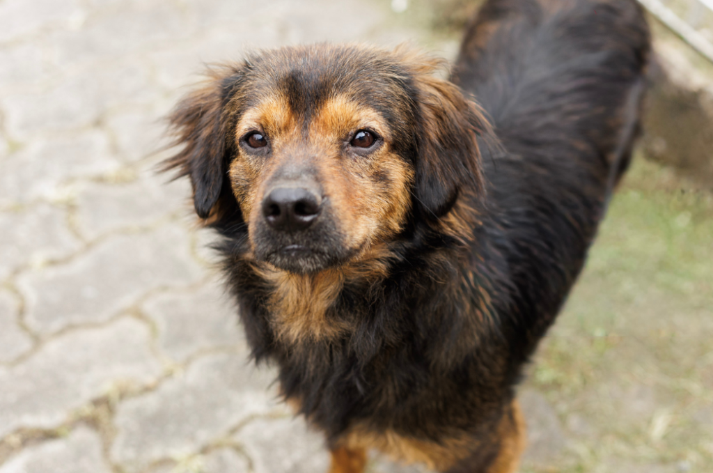 Projeto “Adote um Amigo”  incentiva a adoção de animais em Cubatão