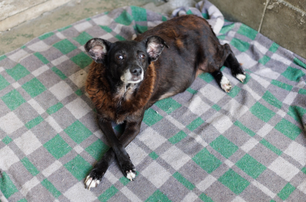 Projeto “Adote um Amigo”  incentiva a adoção de animais em Cubatão