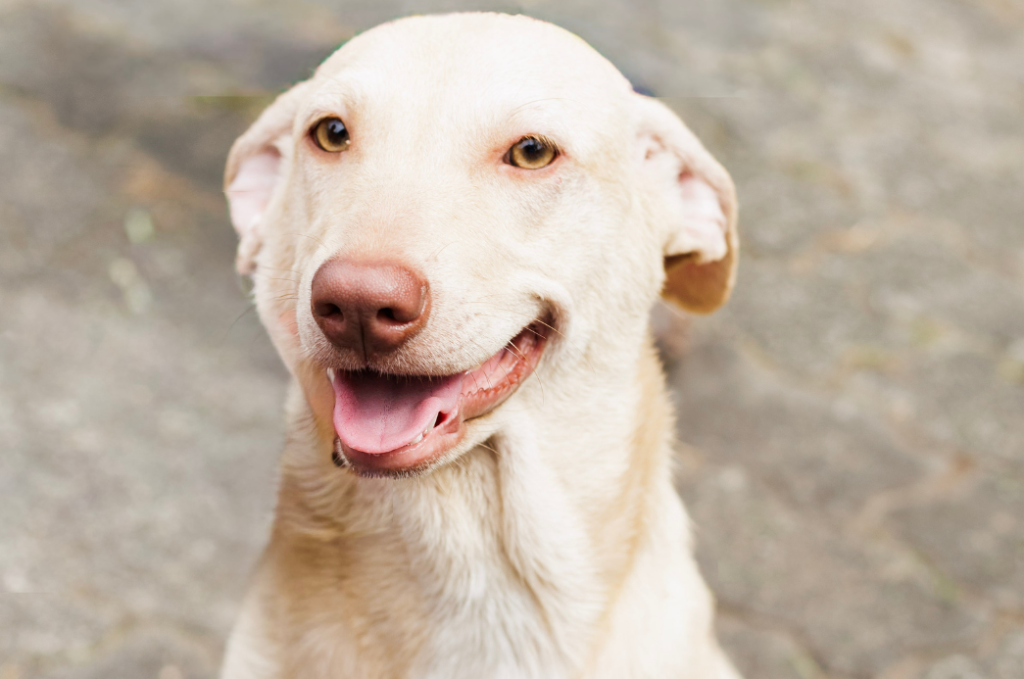 Projeto “Adote um Amigo”  incentiva a adoção de animais em Cubatão