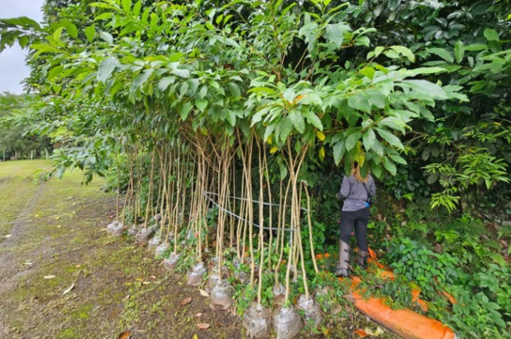 Cubatão ultrapassa 1.100 árvores plantadas com o Plano Municipal de Arborização Urbana