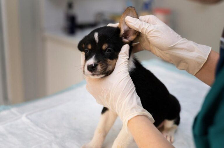 Cubatão promove vacinação, chipagem e orientações sobre posse responsável de animais no Núcleo Água Fria