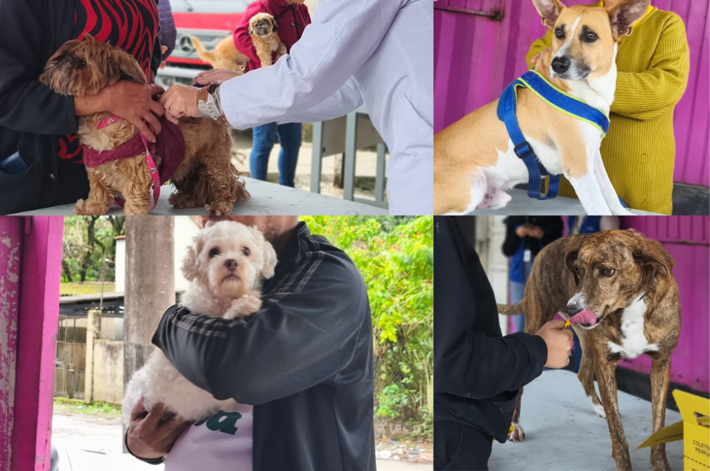 Vacinação antirrábica, microchipagem e cadastro de tutores reforçam proteção animal na Água Fria